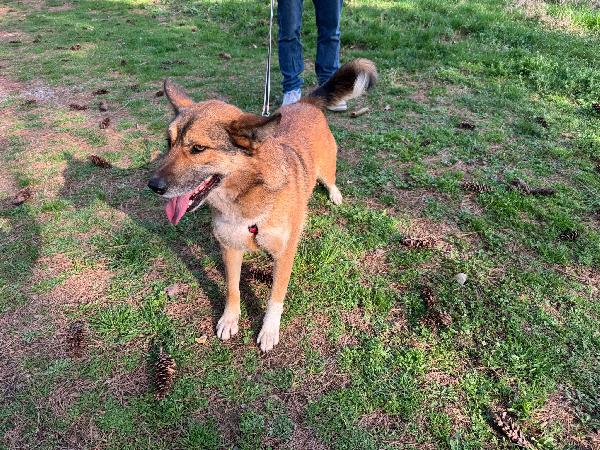 Anais, la nostra splendida lupetta Foto 7